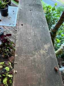 IMG 4944